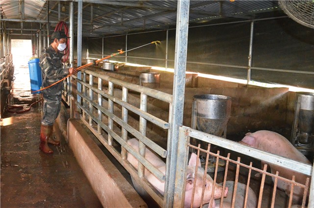 Không tái đàn ồ ạt, thiếu kiểm soát, để phòng chống hiệu quả dịch tả lợn châu Phi
