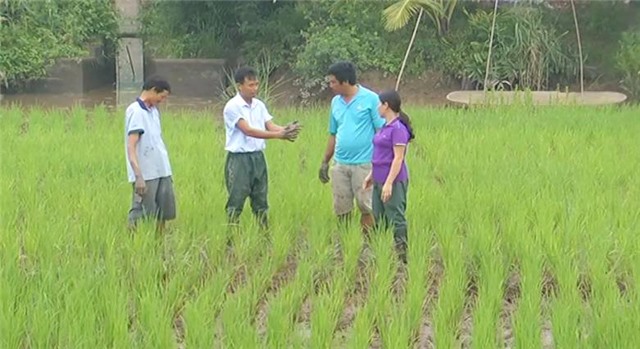 Hiệu quả mô hình rươi - lúa