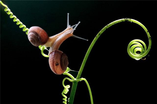 Quảng Ninh có 2 tác giả đoạt giải Cuộc thi ảnh nghệ thuật quốc tế Grand M.S.M Circuit 2020