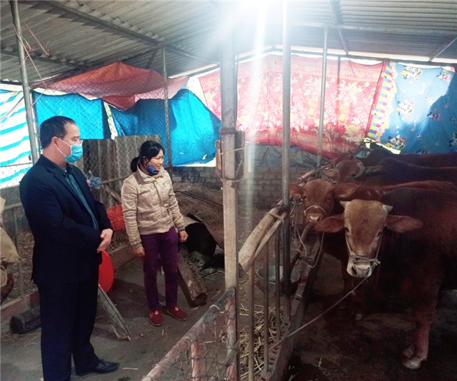 Lãnh đạo thành phố kiểm tra công tác phòng chống rét cho đàn trâu, bò trên địa bàn thành phố