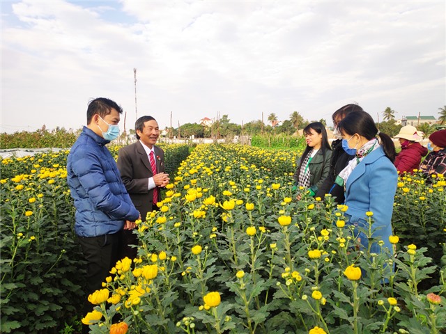 Tổng kết mô hình trồng thử nghiệm giống hoa cúc vàng đông (vàng kim cương)