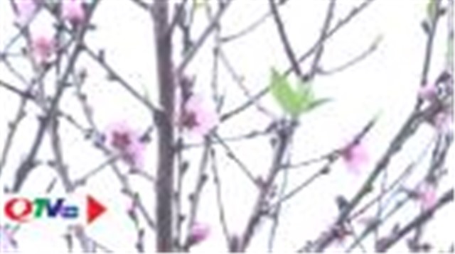 Quảng Ninh không có đào rừng tự nhiên