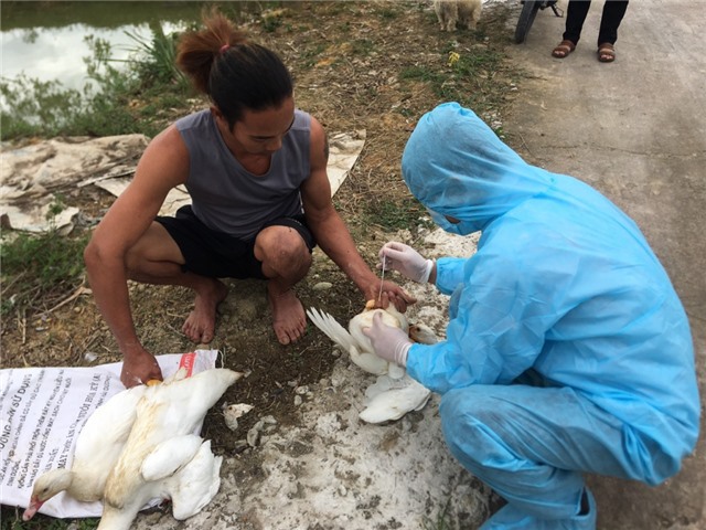 Xuất hiện ổ dịch cúm gia cầm H5N8 tại huyện Hải Hà