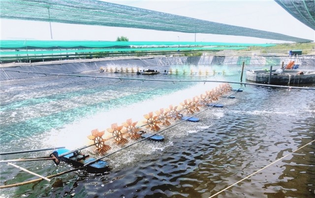 Chủ động chống rét cho cây trồng, vật nuôi