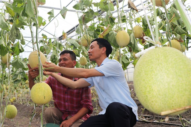 Tăng cường cấp mã số vùng trồng, mã số cơ sở đóng gói nông sản