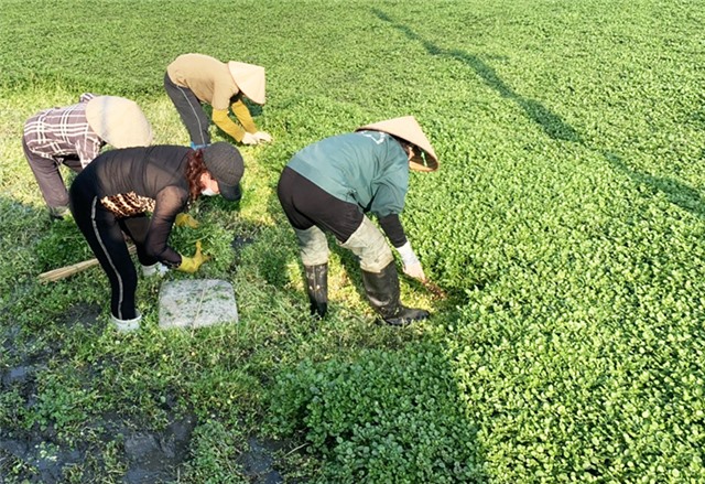 Giàu từ cây rau Đồng Nối