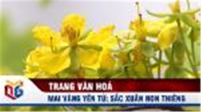 Mai vàng Yên Tử: Sắc xuân trên đỉnh non thiêng