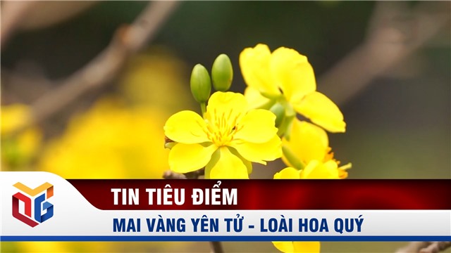 Mai vàng Yên Tử - Loài hoa quý của vùng đất Tổ Phật giáo