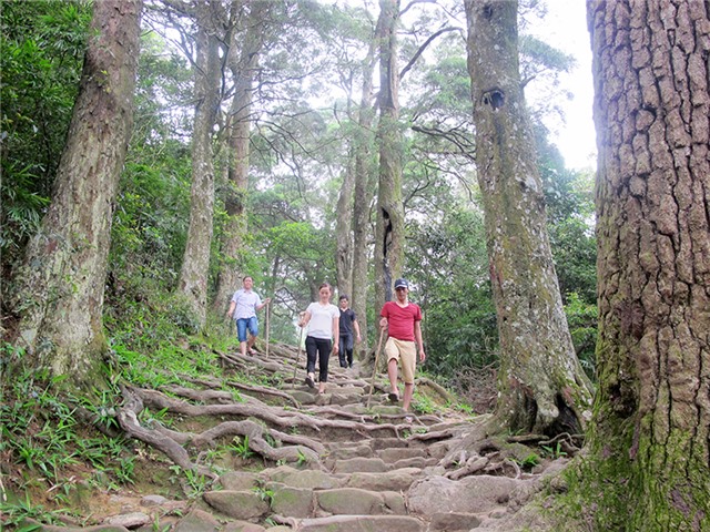 Giữ màu xanh xích tùng Yên Tử