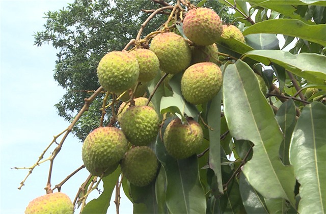 Tiêu thụ sản phẩm trong điều kiện đảm bảo an toàn dịch bệnh