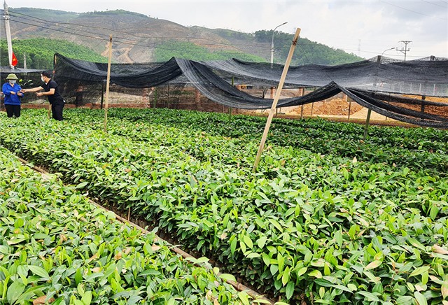 Chuyển đổi tư duy sản xuất nông nghiệp ở Uông Bí