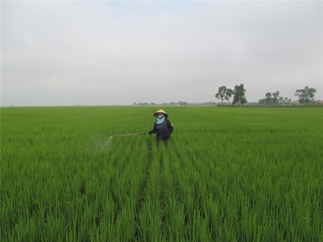 Tăng cường xử lý vệ sinh đồng ruộng, diệt chuột, ốc bươu vàng và phòng ngừa dịch hại chuyển vụ