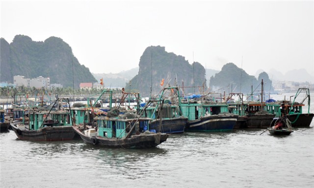 Hơn 8.100 tàu khai thác thủy sản đã về neo đậu tại các khu vực an toàn