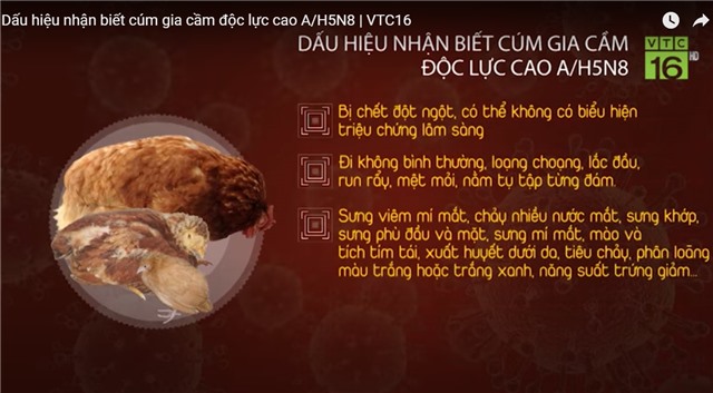 Dấu hiệu nhận biết cúm gia cầm độc lực cao A/H5N8