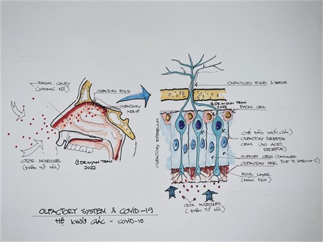 Vì sao người mắc Covid-19 mất khứu giác?