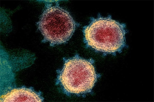 Tìm ra tế bào người có thể ‘kháng’ Omicron, Pfizer đón tin vui tại Mỹ 