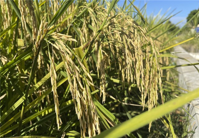 “Mùa vàng” từ những giống lúa mới