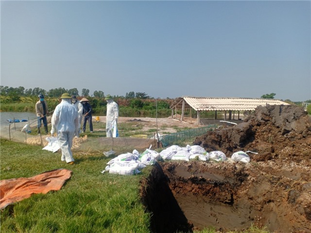 Tăng cường các biện pháp phòng, chống dịch cúm gia cầm