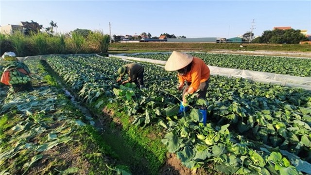 Phòng chống rét cho cây trồng, vật nuôi