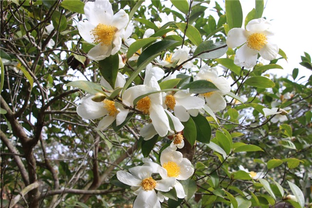 Hội Hoa sở Bình Liêu 2022 sẽ diễn ra từ ngày 16-18/12