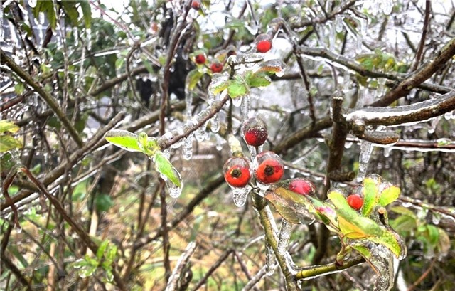 Rét hại ở Bắc Bộ và Thanh Hóa có khả năng kéo dài đến ngày 22/2
