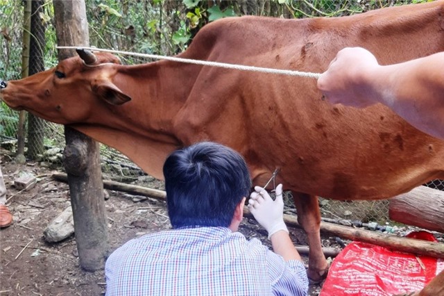 TP Uông Bí: triển khai các biện pháp phòng, chống bệnh Viêm da nổi cục trâu, bò