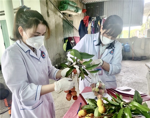 Lấy mẫu giám sát an toàn thực phẩm đối với quả vải chín sớm Phương Nam