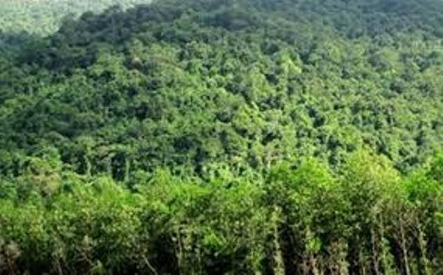 Ngăn chặn tình trạng phá rừng, lấn chiếm đất rừng 
