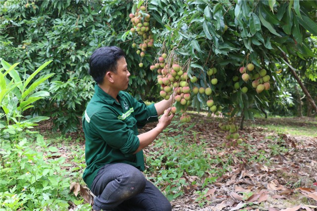 Nâng cao giá trị vải chín sớm Phương Nam
