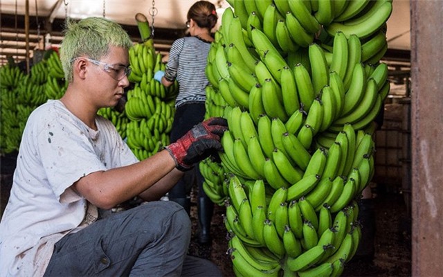 Không tham gia chương trình lao động nông nghiệp tại Ô-xtrây-li-a