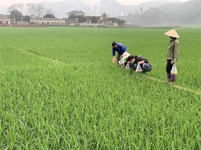 Xử lý vệ sinh đồng ruộng, diệt chuột, ốc bươi vàng và phòng ngừa dịch hại chuyển vụ