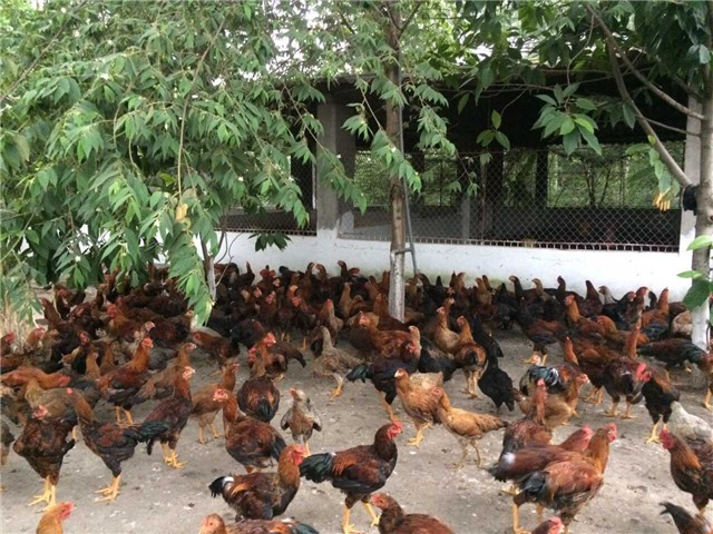 Đảm bảo an toàn cho vật nuôi trong mùa  mưa lũ
