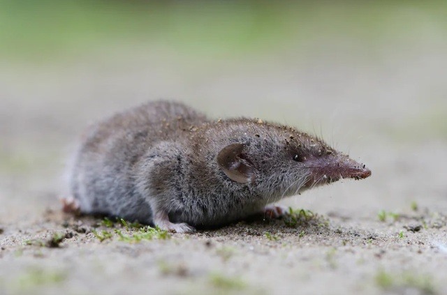 Giải mã bí ẩn về virus Langya lây từ chuột chù sang người ở Trung Quốc