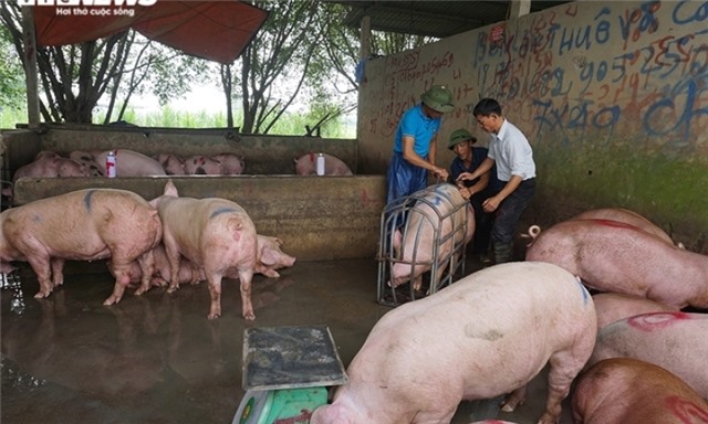 Giá heo hôm nay 1/9: Giảm nhiều nhất 10.000 đồng/kg