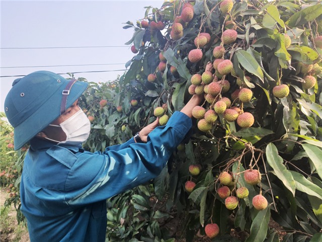 Xây dựng vùng vải chín sớm đáp ứng tiêu chuẩn xuất khẩu