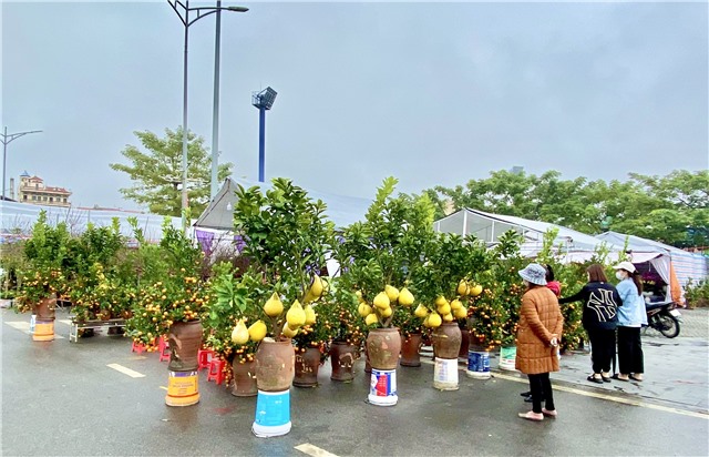 Rực rỡ sắc xuân chợ hoa Uông Bí