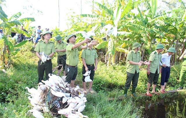 Tăng cường các biện pháp bảo vệ chim hoang dã