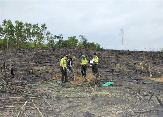 Tính đến tháng 10/2023, thành phố trồng được trên 41,3ha diện tích các loại cây Lim, Lát, Giổi, đạt 82,7% kế hoạch tỉnh giao