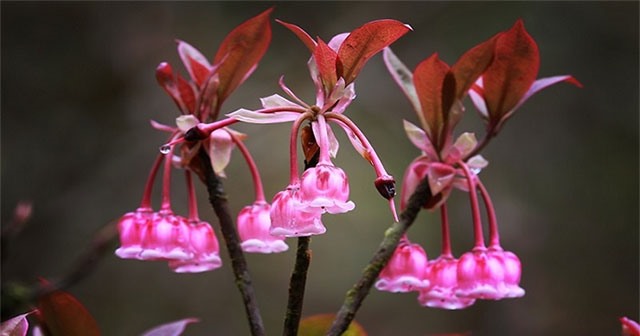 Cấm khai thác, mua bán, vận chuyển và tàng trữ trái pháp luật đối với các loại cây cảnh; cây và cành hoa Mai Vàng, hoa Chuông; cây Sim có nguồn gốc tự nhiên