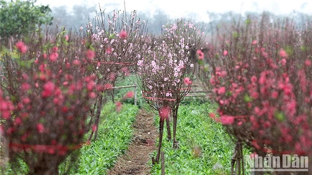 Thông báo lịch nghỉ Tết Nguyên đán năm 2024