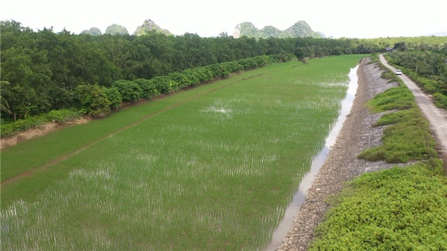 Mô hình lúa - rươi - cáy hữu cơ