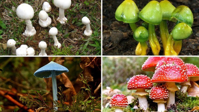 Chủ động phòng ngừa ngộ độc do độc tố từ thiên nhiên