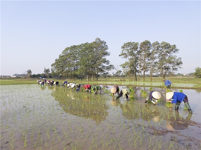 Hội Nông dân phường Nam Khê xuống đồng cấy lúa gây quỹ
