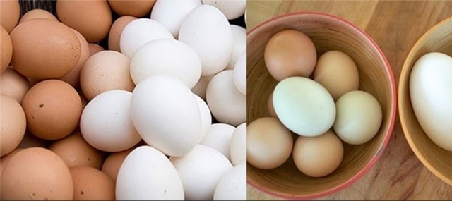 Những loại gia cầm có nguy cơ mang virus H5N1 lây sang người