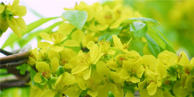 “Mong muốn cây mai vàng Yên Tử được biết đến nhiều hơn, xứng tầm vị thế hơn”