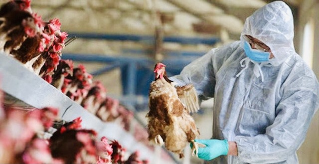 TP Uông Bí triển khai các biện pháp phòng, chống dịch cúm gia cầm