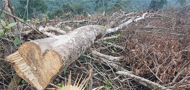 Đề nghị khởi tố vụ phá rừng giáp ranh ở Quảng Bình
