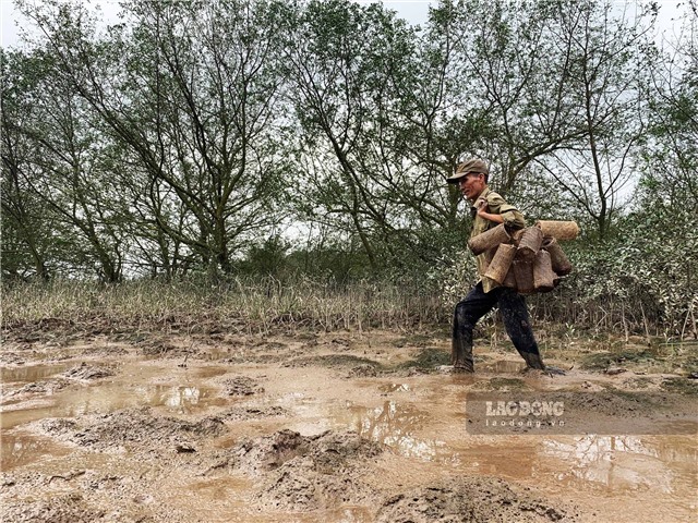 Người dân Quảng Ninh lội bùn, men theo vạt rừng "săn cáy"