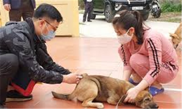 Phòng chống bệnh dại: Quan trọng nhất là ý thức người dân