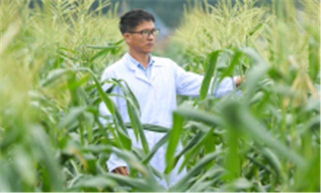 Nhà khoa học Việt tạo giống ngô ngọt ăn liền